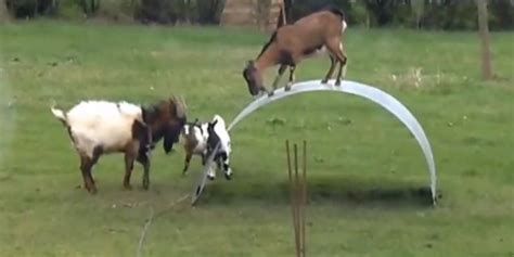 goats playing on metal sheet|'King Of The Castle' Song Makes Goats On A Metal Sheet.